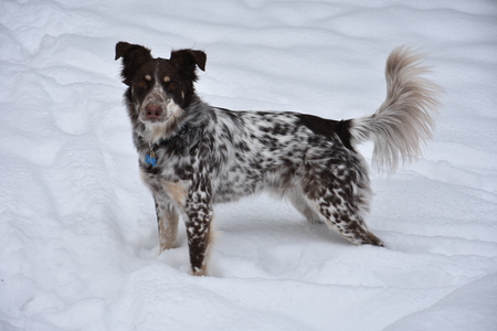 Entry image for Cooper . Clicking this image will show a larger photo