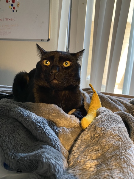 Entry image for Bulleit . Clicking this image will show a larger photo