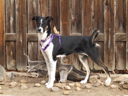 Entry image for Isobel. Clicking this image will show a larger photo