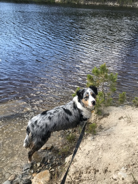 Entry image for Max . Clicking this image will show a larger photo