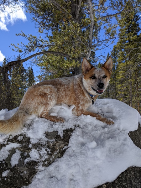 Entry image for Kitsune. Clicking this image will show a larger photo