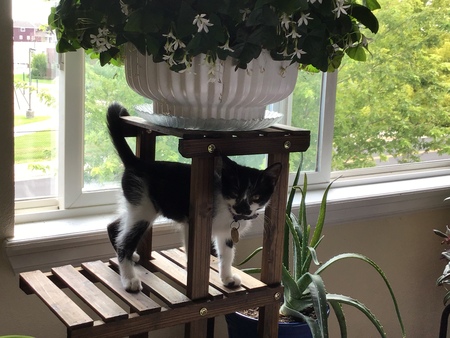 Entry image for Rico. Clicking this image will show a larger photo