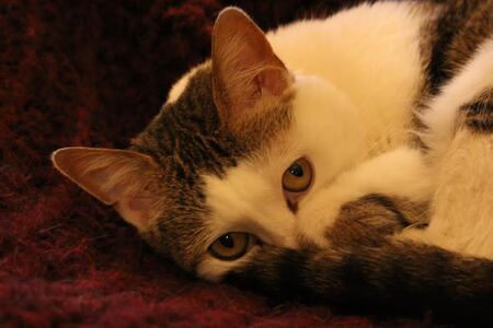 Entry image for Emily. Clicking this image will show a larger photo