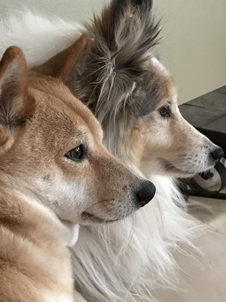 Entry image for Ikura. Clicking this image will show a larger photo