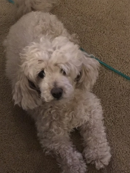 Entry image for Teddy. Clicking this image will show a larger photo