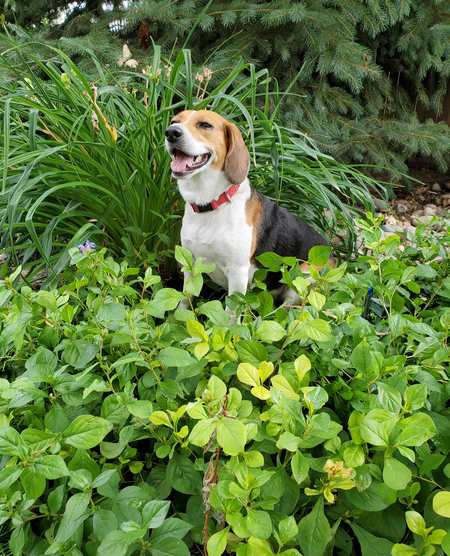 Entry image for Mayzy. Clicking this image will show a larger photo