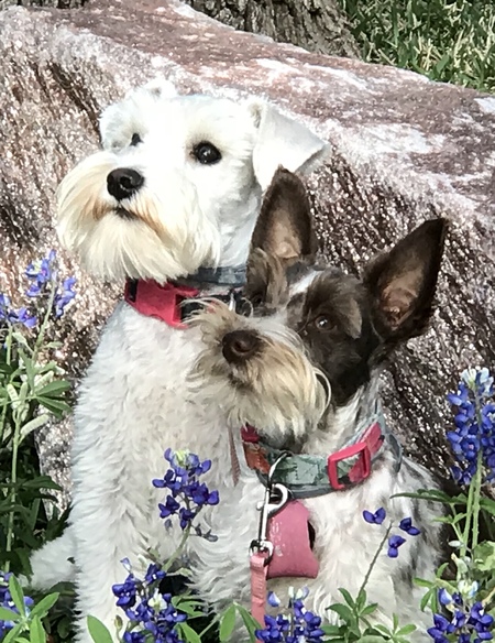 Entry image for Lily and Patti. Clicking this image will show a larger photo