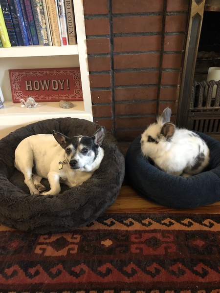 Entry image for   Chippy (rabbit) and Abilene (dog). Clicking this image will show a larger photo