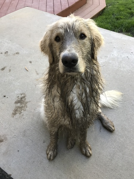 Entry image for Douglas. Clicking this image will show a larger photo