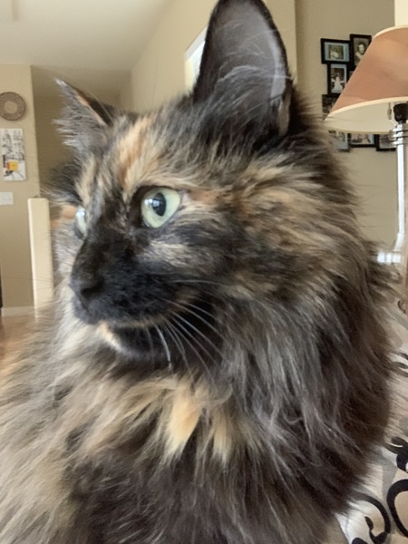 Entry image for Lulu. Clicking this image will show a larger photo