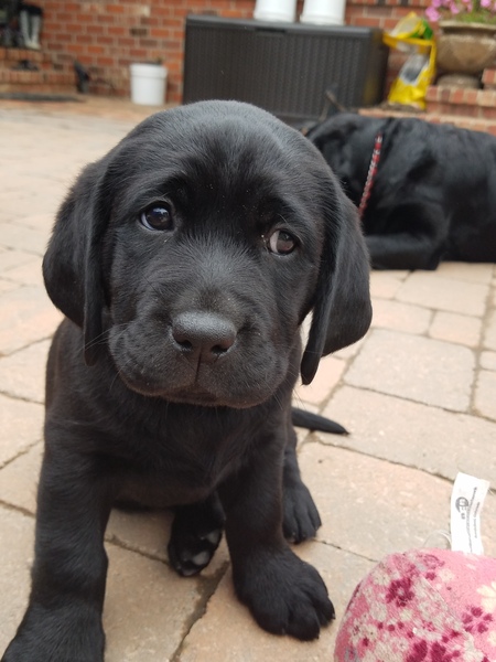 Entry image for Lincoln. Clicking this image will show a larger photo