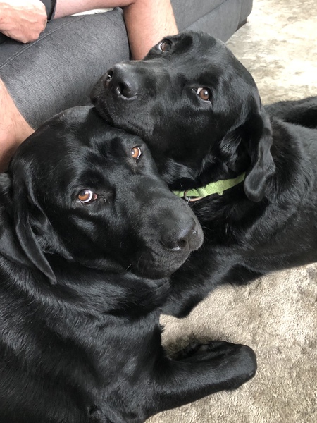 Entry image for Piper and Lincoln. Clicking this image will show a larger photo