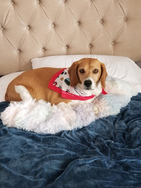 Entry image for Rags. Clicking this image will show a larger photo