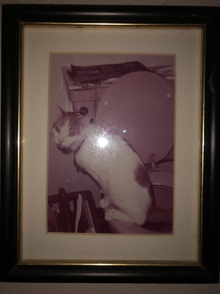 Entry image for Elmer. Clicking this image will show a larger photo