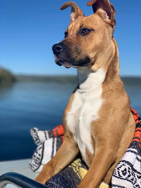 Entry image for Nellie. Clicking this image will show a larger photo