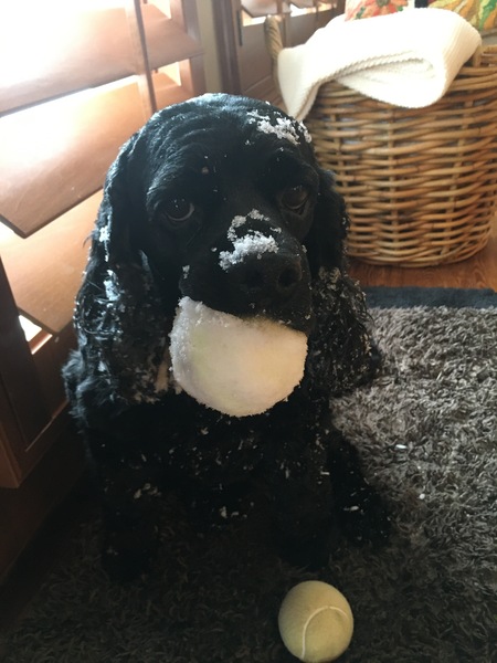 Entry image for Scout. Clicking this image will show a larger photo