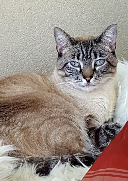 Entry image for B.B. (Bailey Blu). Clicking this image will show a larger photo