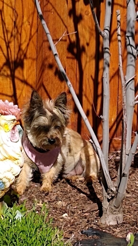 Entry image for Lucky. Clicking this image will show a larger photo