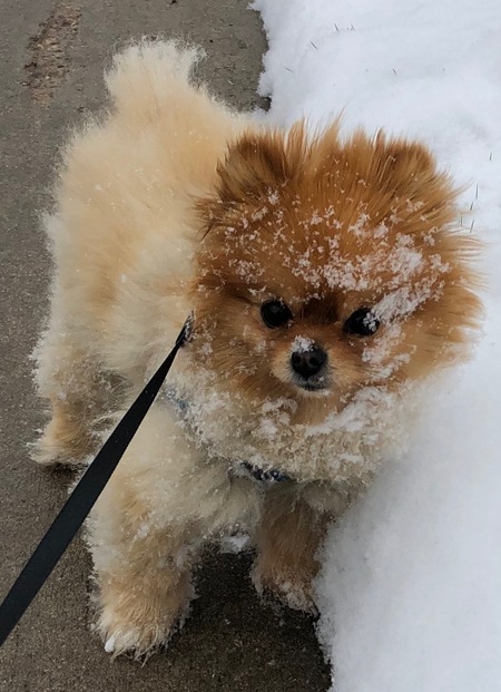 Entry image for Kona. Clicking this image will show a larger photo