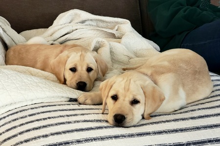 Entry image for NELLIE & TESSA. Clicking this image will show a larger photo