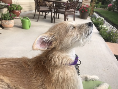 Entry image for Rocky. Clicking this image will show a larger photo