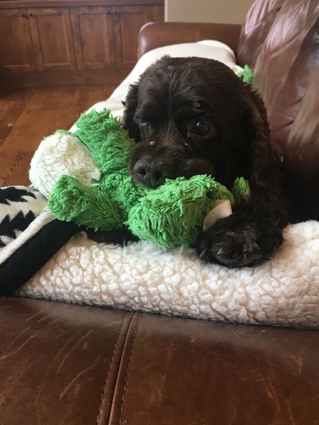 Entry image for Choco. Clicking this image will show a larger photo