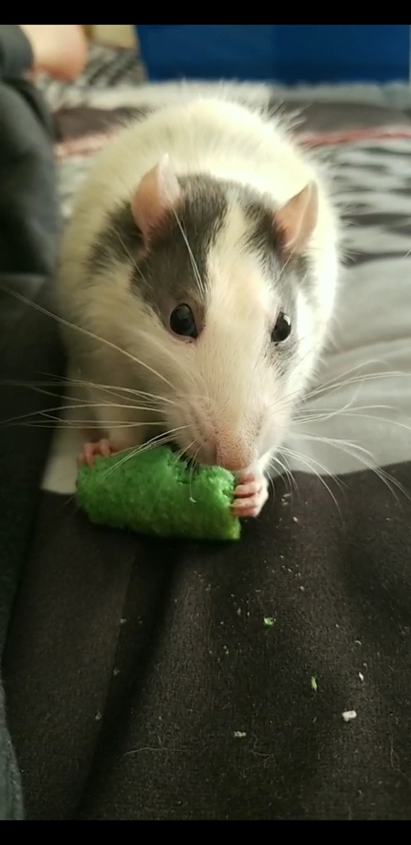 Entry image for RJ. Clicking this image will show a larger photo