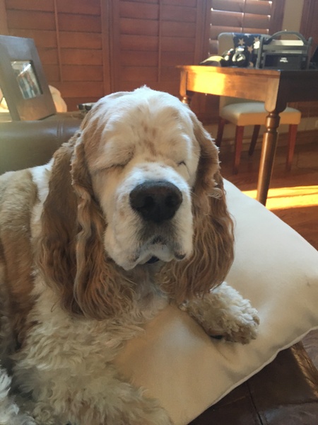 Entry image for Champ. Clicking this image will show a larger photo