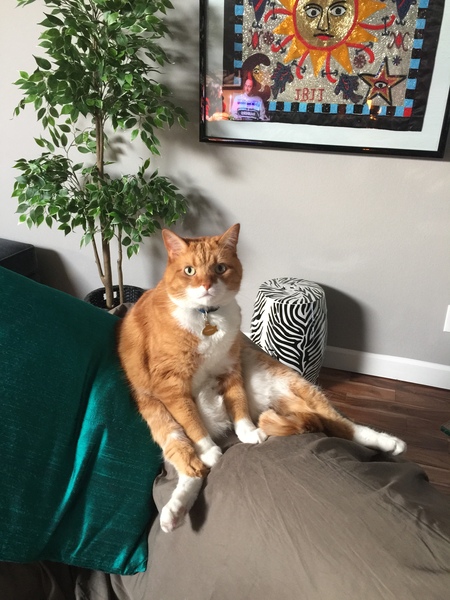 Entry image for Pumpkin. Clicking this image will show a larger photo