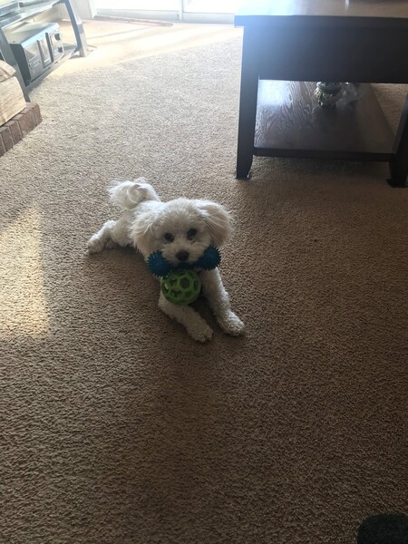 Entry image for Woofer. Clicking this image will show a larger photo