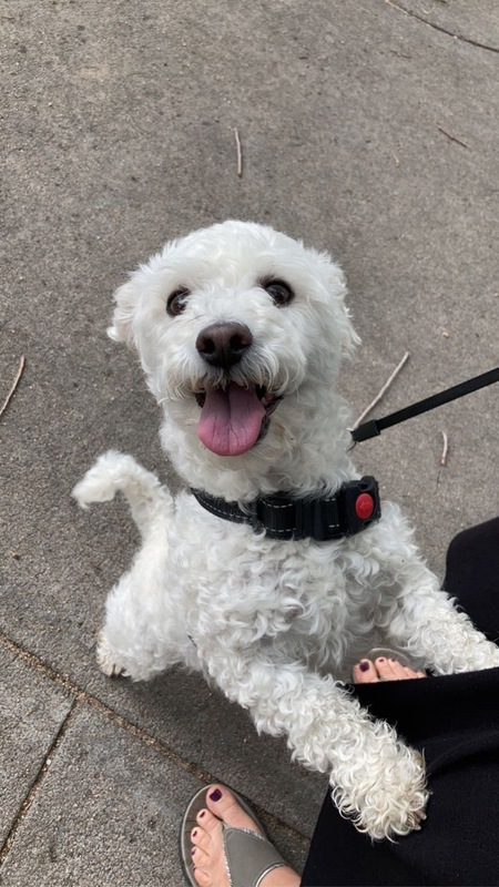 Entry image for Saoirse. Clicking this image will show a larger photo