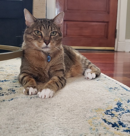 Entry image for Leo. Clicking this image will show a larger photo