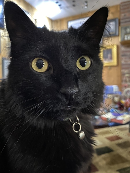 Entry image for Pippin. Clicking this image will show a larger photo