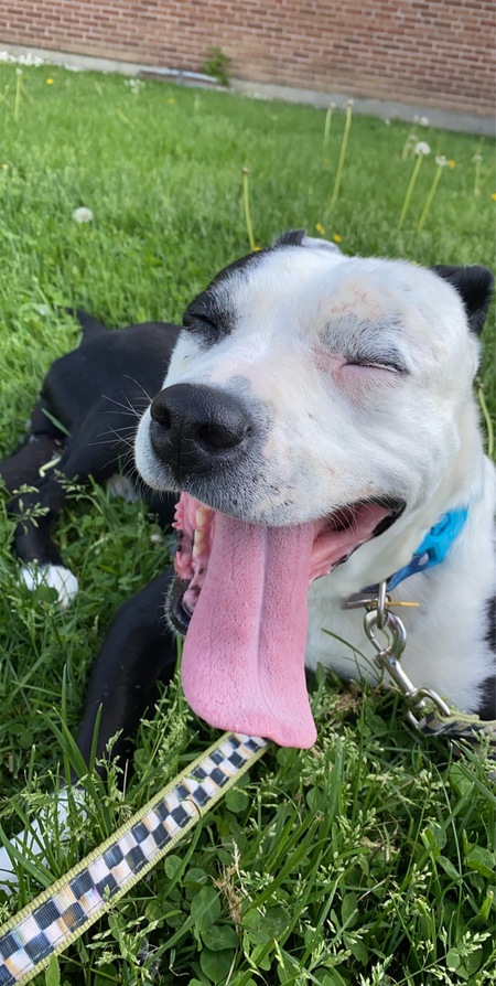 Entry image for Rufus. Clicking this image will show a larger photo