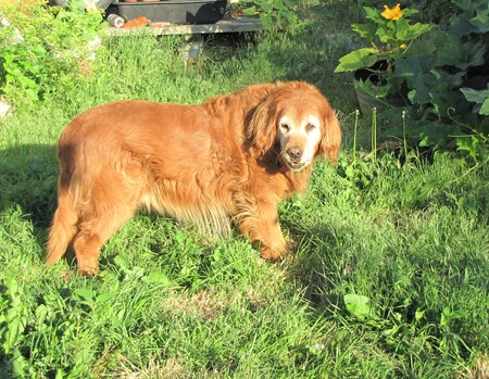 Entry image for Copper Piker. Clicking this image will show a larger photo