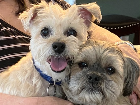 Entry image for Scooby and Baxter. Clicking this image will show a larger photo