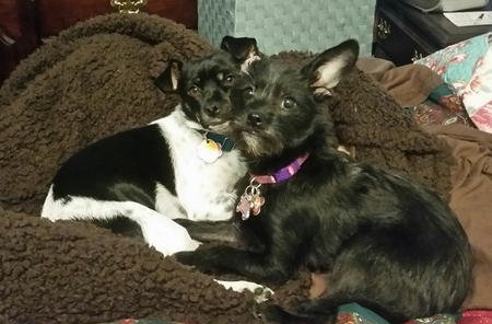 Entry image for Zoe and Zelda. Clicking this image will show a larger photo