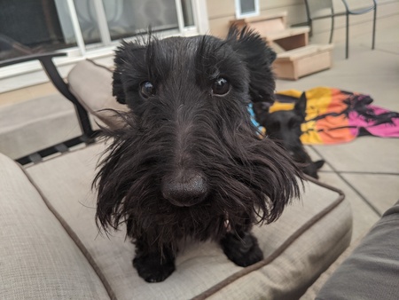 Entry image for Mo. Clicking this image will show a larger photo