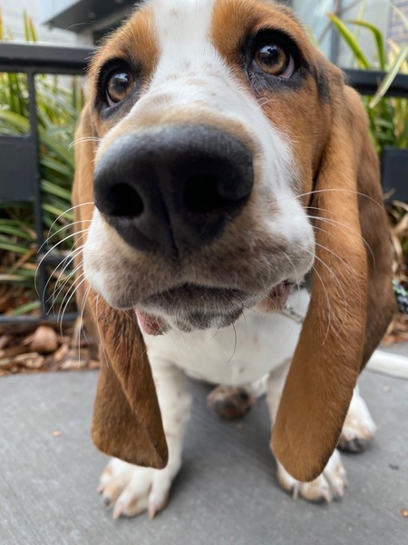 Entry image for Gertie. Clicking this image will show a larger photo