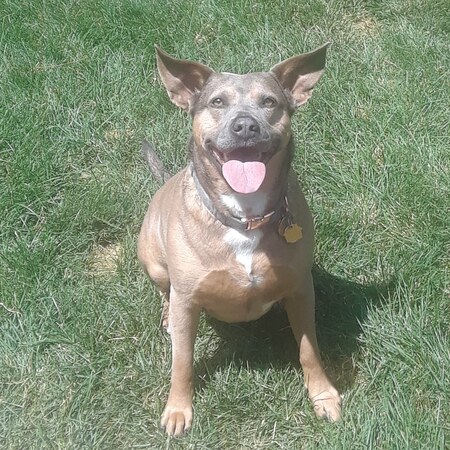 Entry image for Cocoa. Clicking this image will show a larger photo