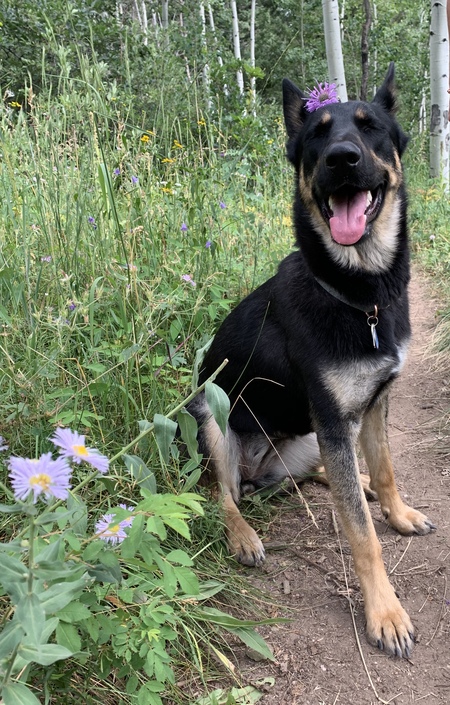 Entry image for Iris. Clicking this image will show a larger photo