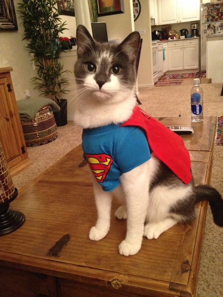 Entry image for Kona. Clicking this image will show a larger photo