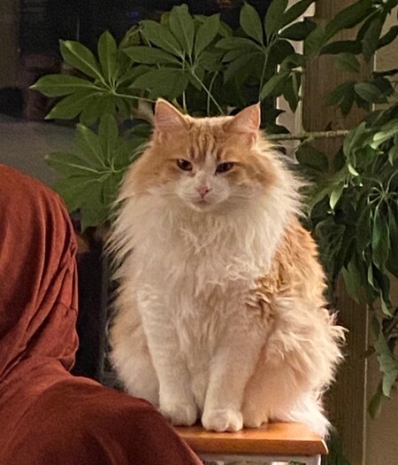 Entry image for Mr. Fluff. Clicking this image will show a larger photo