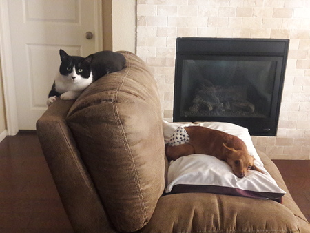 Entry image for Missy and Jasper. Clicking this image will show a larger photo