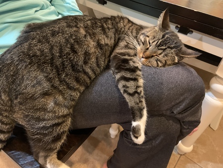 Entry image for Santa Kitten Paws. Clicking this image will show a larger photo