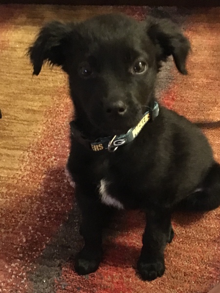 Entry image for Lambeau. Clicking this image will show a larger photo