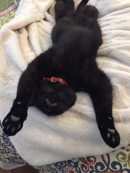 Entry image for Mochi. Clicking this image will show a larger photo