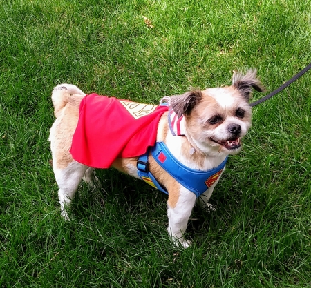 Entry image for Whopper. Clicking this image will show a larger photo