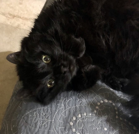 Entry image for Lilly. Clicking this image will show a larger photo