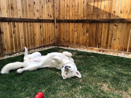 Entry image for Snow. Clicking this image will show a larger photo